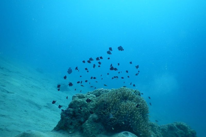 Open Water and Specialties